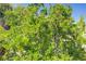 A lush pomegranate tree in full bloom, adding vibrant color to the home's landscape at 4012 Owlshead Mountain St, Las Vegas, NV 89129