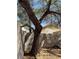 Backyard featuring a beautiful mature tree for added shade and character at 8616 Hidden Pines Ave, Las Vegas, NV 89143