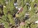 A-frame log cabin nestled among the trees from an aerial view, showcasing a dark shingled roof and surroundings at 2160 Via Vita St, Mount Charleston, NV 89124