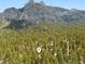 Wide aerial shot of a home located amongst tall trees with a scenic mountain background at 2160 Via Vita St, Mount Charleston, NV 89124