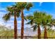 Tranquil landscape featuring tall palm trees against a mountain backdrop, showcasing a tropical desert setting at 2377 Baldwinville Ct, Henderson, NV 89044