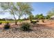 Picturesque walking path surrounded by mature trees and vibrant greenery in a well-maintained community at 9001 Picket Fence Ave, Las Vegas, NV 89143