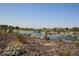 Scenic view of a pond with lush green areas and desert plants overlooking luxurious houses at 17 Chatmoss Rd, Henderson, NV 89052