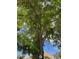 Exterior shot featuring a mature shade tree with views of neighborhood houses in the background at 4931 Crystal Breeze Ln, North Las Vegas, NV 89031