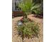 Inviting desert landscape featuring a palm tree and vibrant red flowers, enhanced by charming welcome decorations at 7526 Gossamer Wind St, Las Vegas, NV 89139