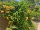 Lush vegetation and vibrant yellow flowers cascade down a wall, enhanced by textured paving and tropical palms at 7526 Gossamer Wind St, Las Vegas, NV 89139