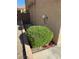 Landscaping features a trimmed bush and decorative rock at 1155 Paradise Safari Dr, Henderson, NV 89002