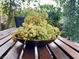 Freshly picked grapes are displayed on a wooden table with a chair at 2434 Amoretti St, Henderson, NV 89052