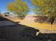 The backyard features trees with yellow flowers and a patio area at 734 Rusty Spur Dr, Henderson, NV 89014