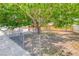 Spacious fenced front yard with mature trees providing shade and privacy at 4100 Montebello Ave, Las Vegas, NV 89110