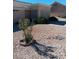 Desert landscaping in backyard with rock features including potted tree and bush accents at 9312 Yucca Blossom Dr, Las Vegas, NV 89134