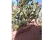 Desert style backyard features plants and gravel at 2148 Hidden Ranch Ter, Henderson, NV 89052