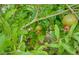 Image shows a tree with unripe fruit on the branch at 5305 Bright Sun Ct, Las Vegas, NV 89130