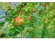 Image shows a tree with ripening fruit on the branch at 5305 Bright Sun Ct, Las Vegas, NV 89130
