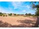 Expansive backyard showcasing lush greenery, mature trees, and a well-maintained lawn under a bright blue sky at 2505 Showcase Dr, Las Vegas, NV 89134