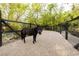 A lovely outdoor space featuring an equestrian animal within a fenced area amid trees at 2323 Pinto Ln, Las Vegas, NV 89107