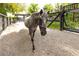 Beautiful, gray horse stands on a stone-paved path, showcasing the equestrian lifestyle this property offers at 2323 Pinto Ln, Las Vegas, NV 89107