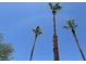 Scenic image showcasing tall palm trees against a clear blue sky backdrop at 681 Pine Ridge Dr, Las Vegas, NV 89110