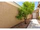 Charming backyard featuring a young lemon tree near the stucco wall, adding greenery to the outdoor space at 6428 Yarmouth Dr, Las Vegas, NV 89108
