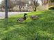 Ducks in the yard near a home in a beautiful neighborhood at 5381 Waving Sage Dr, Las Vegas, NV 89149