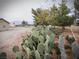 Lush cactus garden and native plants adorning the yard and surroundings at 1930 N Murphy St, Pahrump, NV 89060