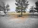 Spacious yard featuring mature trees and native plants, enhancing the natural beauty of the property at 1930 N Murphy St, Pahrump, NV 89060