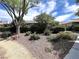Charming front yard featuring mature trees, stone ground cover and lush landscaping at 2480 Domingo St, Las Vegas, NV 89121