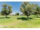 Expansive backyard boasts lush lawn and mature shade trees, perfect for outdoor living and relaxation at 778 Oakmont Ave # 312, Las Vegas, NV 89109