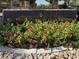 The sign for the prestigious 'Las Vegas Country Club Estates' is surrounded by colorful flowers and greenery at 778 Oakmont Ave # 312, Las Vegas, NV 89109
