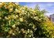 Image displays a lush hedge bursting with small, bright yellow flowers, adding a vibrant, natural screen to the property at 15 Gemstar Ln, Las Vegas, NV 89135