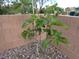 Young fig tree thriving in a rock bed against a brick wall, promising homegrown goodness at 4361 Duck Harbor Ave, North Las Vegas, NV 89031