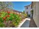 Close-up side view of home featuring sidewalk and lush red flowering bushes at 6424 Grayback Dr, North Las Vegas, NV 89084