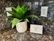 Close-up of kitchen countertop decor with plant and decorative signage at 1454 Erskine Ave, Las Vegas, NV 89123