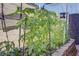 Close up of garden featuring growing tomato plants at 709 Corelli Cove St, Henderson, NV 89011