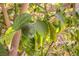 Close up of a lemon growing on a lemon tree at 3249 Dayflower St # C, Las Vegas, NV 89121