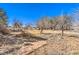 Backyard with large trees, weeds, and a pile of sticks at 5715 Gilbert Ln, Las Vegas, NV 89130