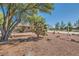 Landscaped front yard with mature trees and rock landscaping at 5202 Willis St, North Las Vegas, NV 89031