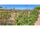 Charming backyard with lush greenery, flowering bushes, and decorative fence creating a private and serene outdoor space at 4893 E Cedar Creek Way, Pahrump, NV 89061