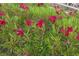 Close up of the beautiful red flowers with green leaves blooming in the landscaped yard at 10513 Longwood Dr, Las Vegas, NV 89134