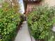 Exterior side view of a home featuring a landscaped walkway at 9236 Canalino Dr, Las Vegas, NV 89134