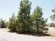 Exterior view of the treed front yard at 626 Kimberly Ave, Pahrump, NV 89060