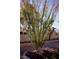 Ocotillo tree with green stalks and red flowers in a well-maintained front yard at 3105 Birch Hill Ct, Las Vegas, NV 89134