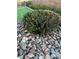 Close-up of a decorative plant at 1198 Golf Club, Laughlin, NV 89029