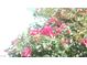 Close-up of a vibrant rose bush in full bloom, showcasing its vivid colors at 721 Bourbon St # F2, Pahrump, NV 89048