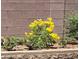 Close-up of a manicured flower bed against a brick wall at 8275 Old Creek Ranch St, Las Vegas, NV 89139