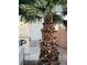 Home's front entrance with a palm tree and a white security screen door at 4363 Pittsfield St, Las Vegas, NV 89115
