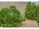 A gravel area with some citrus trees at 9046 Barium Rock Ave, Las Vegas, NV 89143