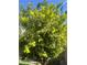 The lush lemon tree stands tall with healthy green leaves and several ripe yellow lemons at 205 Piedmont Alps St, Henderson, NV 89012