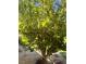 Well-maintained lemon tree with verdant foliage and ripe lemons against a sunny sky at 205 Piedmont Alps St, Henderson, NV 89012