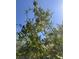 The vibrant Pomegranate tree boasts fresh pomegranates against a bright blue sky at 205 Piedmont Alps St, Henderson, NV 89012